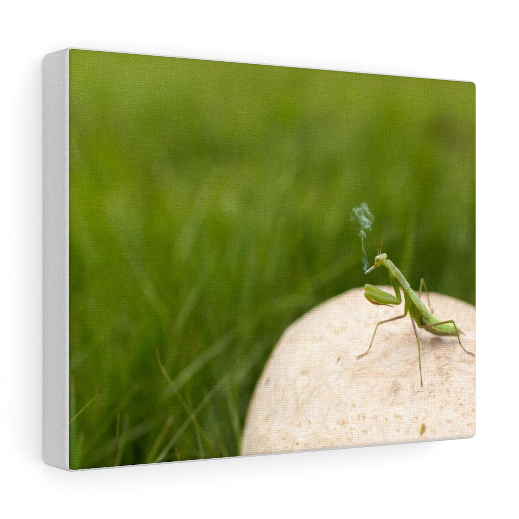 Insect Canvas Gallery Wraps