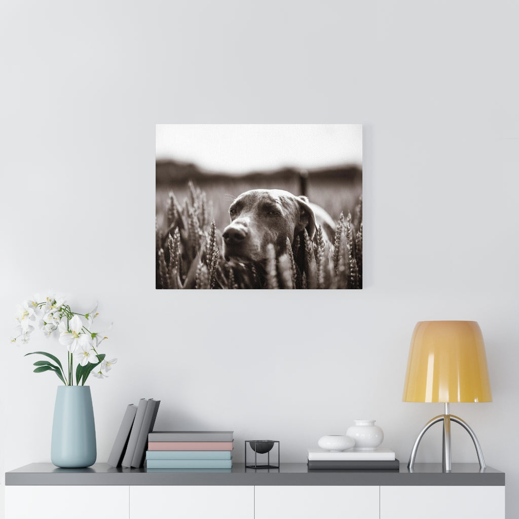 Dog In Field Canvas Gallery Wraps