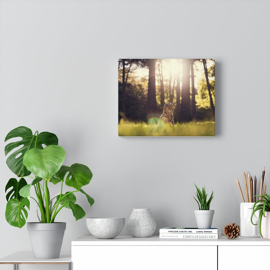 Pug In The Woods Canvas Gallery Wraps