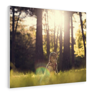 Pug In The Woods Canvas Gallery Wraps