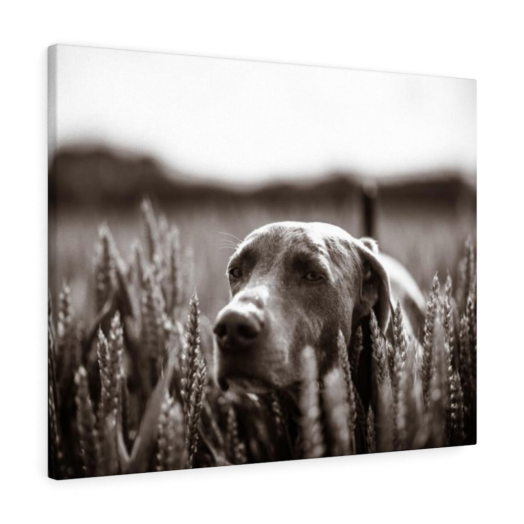 Dog In Field Canvas Gallery Wraps
