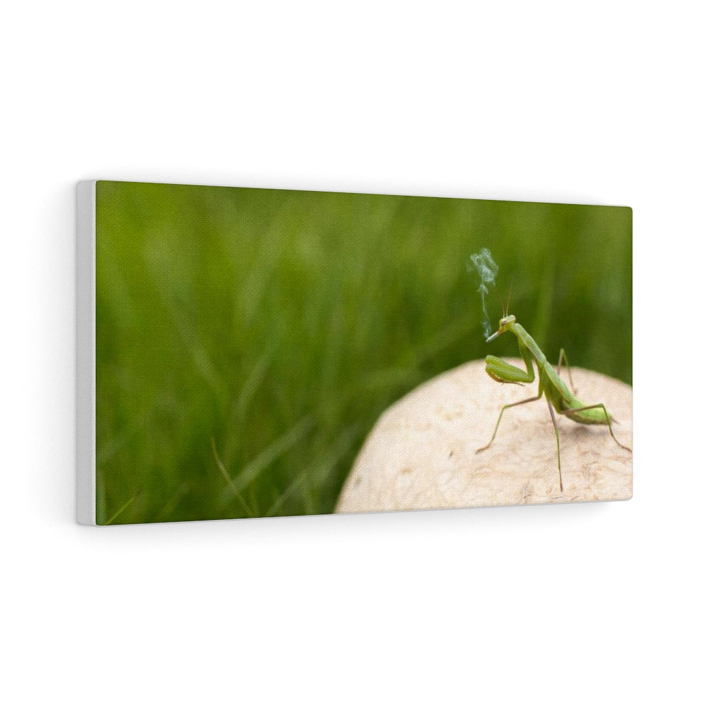 Insect Canvas Gallery Wraps